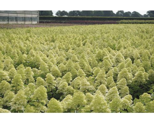 Pole s mnohými hortenziami