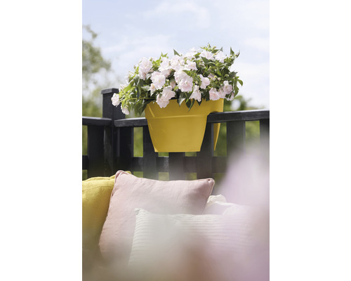 Žltý balkónový kvetináč s bielymi kvetmi na balkónovom zábradlí