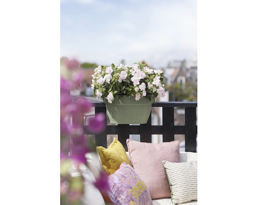 Kvetináč s bielymi kvetmi na balkóne s vankúšmi.