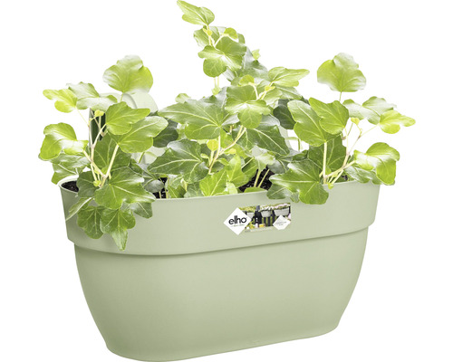 Zelený brečtan v nástennom kvetináči