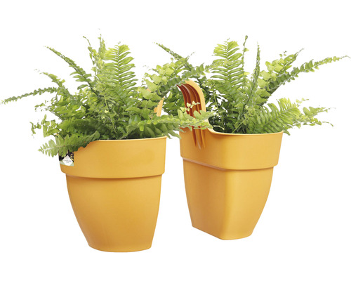 Dve izbové paprade v žltých kvetináčoch
