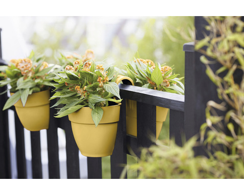 Žlté balkónové kvetináče s rastlinami Celosia visia na čiernom balkónovom zábradlí.