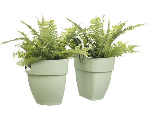 Dva závesné kvetináče s papradinami v plastových kvetináčoch