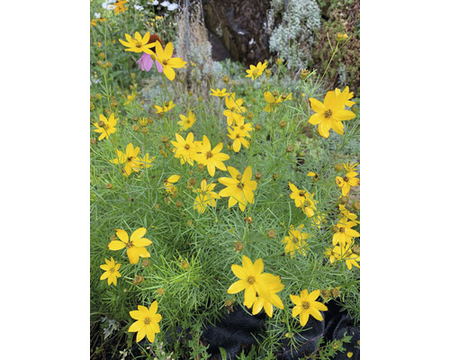 Kráska praslenová FloraSelf Coreopsis verticillata 10-40 cm kvetináč 3 l