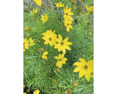 Žlté kvety Coreopsis so zelenými listami.
