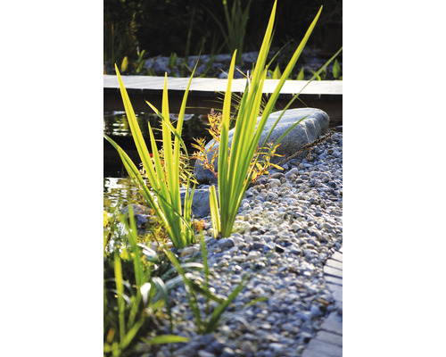 Detailný záber záhradného jazierka s rastlinami, kameňmi a štrkom