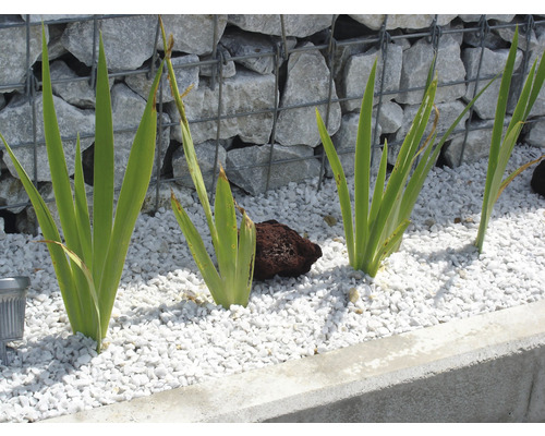 Záhrada s rastlinami, štrkom a gabionovým múrom