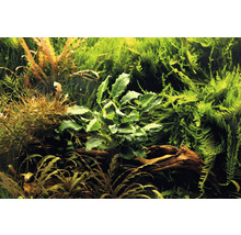 Akvárium s rôznymi vodnými rastlinami na koreňovom dreve