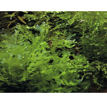 Akvarijná rastlina pečeňovka v detaile