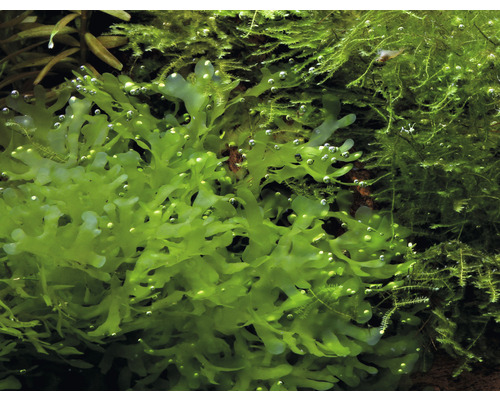 Akvarijná rastlina pečeňovka v detaile