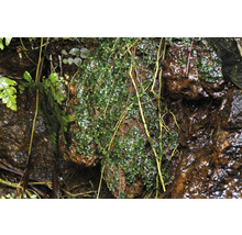 Detail machu na skale