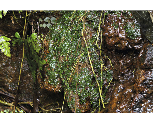 Detail machu na skale