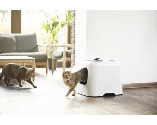 Mačka opúšťa mačaciu toaletu v obývacej izbe