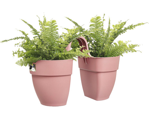 Dva izbové paprade v plastovom kvetináči s rúčkou.