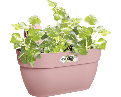 Nástenný kvetináč osadený brečtanom