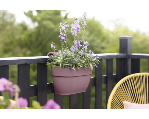 Balkónový kvetináč s fialovými kvetmi na zábradlí
