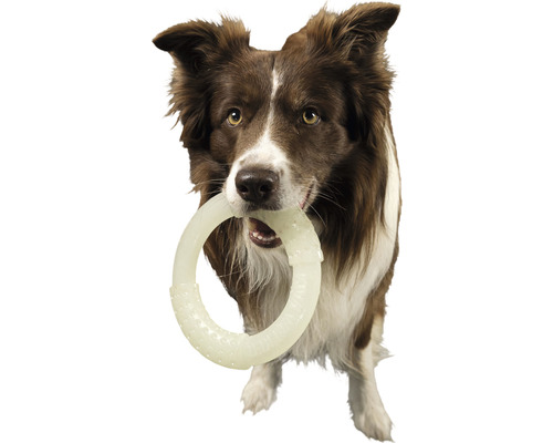 Border kólia drží v papuli krúžok pre psov