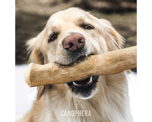 Zlatý retriever drží v papuli drevenú hračku