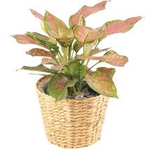 Izbová rastlina Aglaonema v prútenom košíku