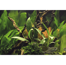 Akvárium s rastlinami a rybami