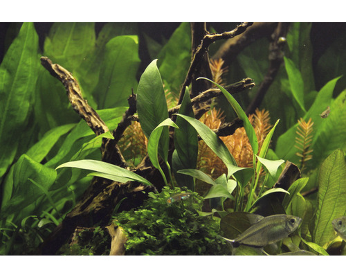 Akvárium s rastlinami a rybami