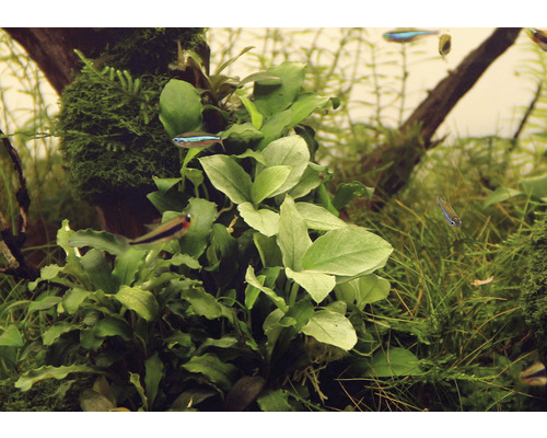 Akvárium s vodnými rastlinami a malými rybami