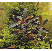 Akvarijná rastlina so zelenými listami pred machom