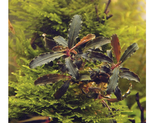 Akvarijná rastlina so zelenými listami pred machom