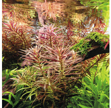 Akvarijné rastliny vo vode