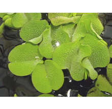 Detailný pohľad na listovú ružicu pistie plávajúcu vo vode.