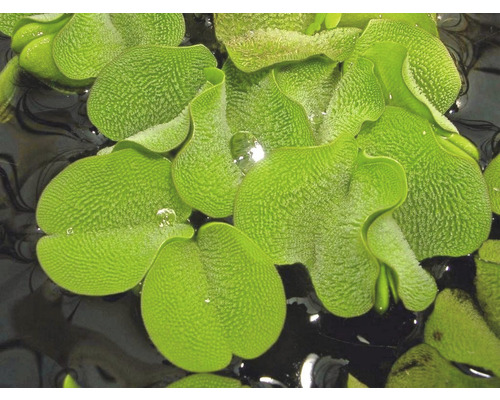 Detailný pohľad na listovú ružicu pistie plávajúcu vo vode.