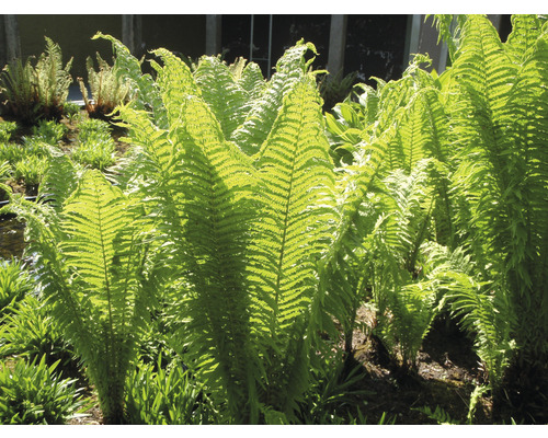 Detailný záber papradí v záhrade.