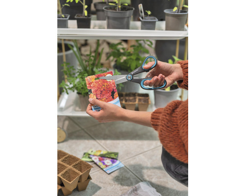 Osoba strihá nožnicami vrecúško semien nechtíka.