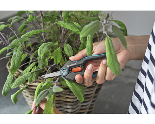 Osoba strihá šalviu v košíku nožnicami na bylinky od spoločnosti Gardena