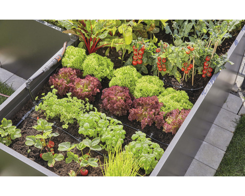 Vyvýšený záhon so šalátom, paradajkami, jahodami a zavlažovacím systémom