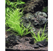 Akvárium s trávnikom Eleocharis parvula medzi lávovými kameňmi