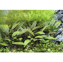 Akvárium s vodnými rastlinami Cryptocoryne aponogetifolia