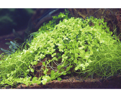 Akvarijné rastliny na kameni