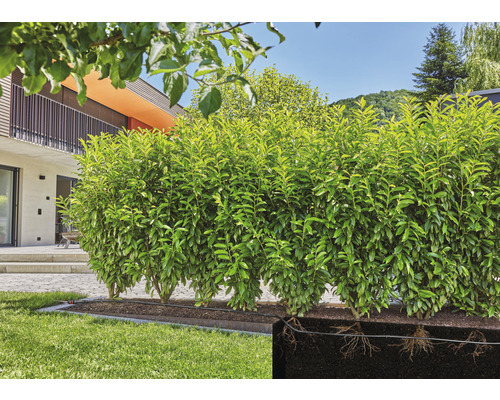 Rad rastlín vavrínovca v záhrade