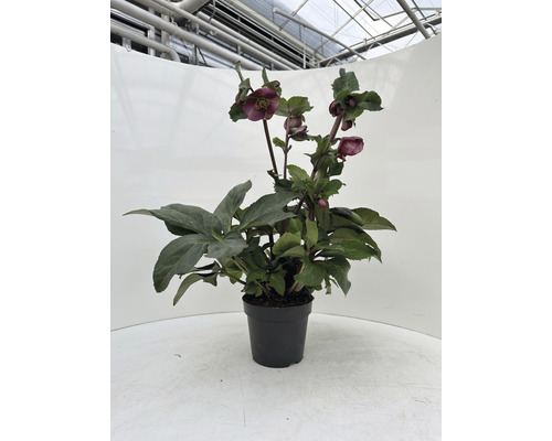 Čemerica v kvetináči