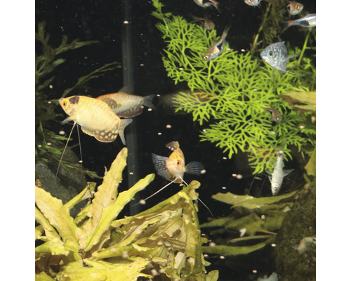Akvárium s rôznymi druhmi rýb a vodných rastlín.