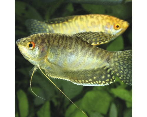 Dve čichavce v akváriu