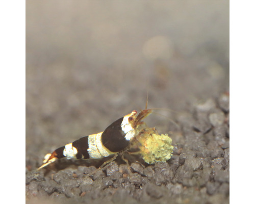 Kreveta s jedlom v akváriu