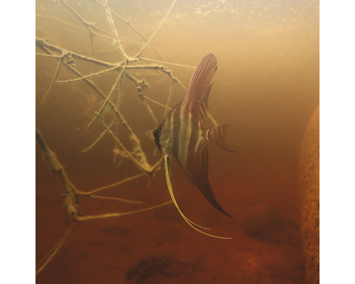 Skalár v akváriu s rastlinami