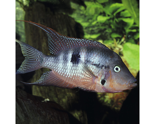 Sladkovodná ryba Geophagus brasiliensis v akváriu