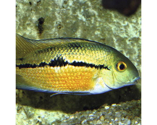 Detailný záber cichlidy pestrej v akváriu