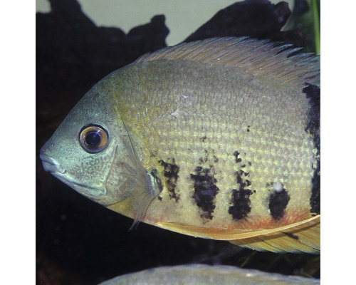 Detailný záber ryby Heros s tmavými zvislými pruhmi.