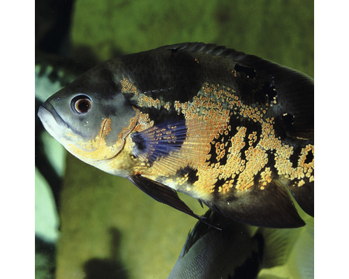 Detailný záber Oscara v akváriu