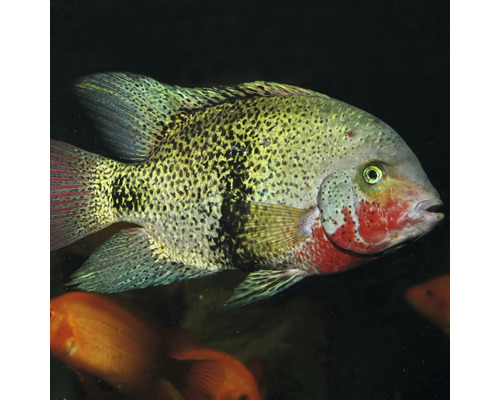 Detailný záber cichlidy Heros Severus v akváriu