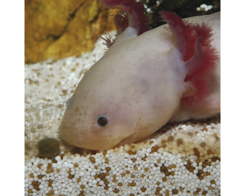 Axolotl v akváriu